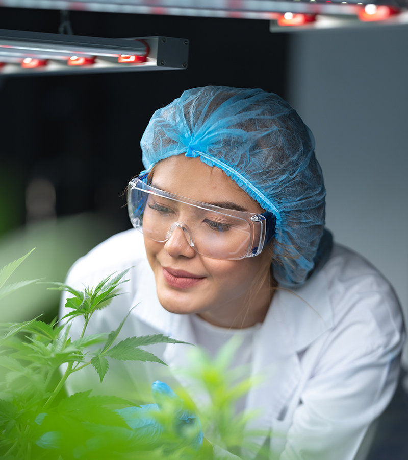 cannabis stores